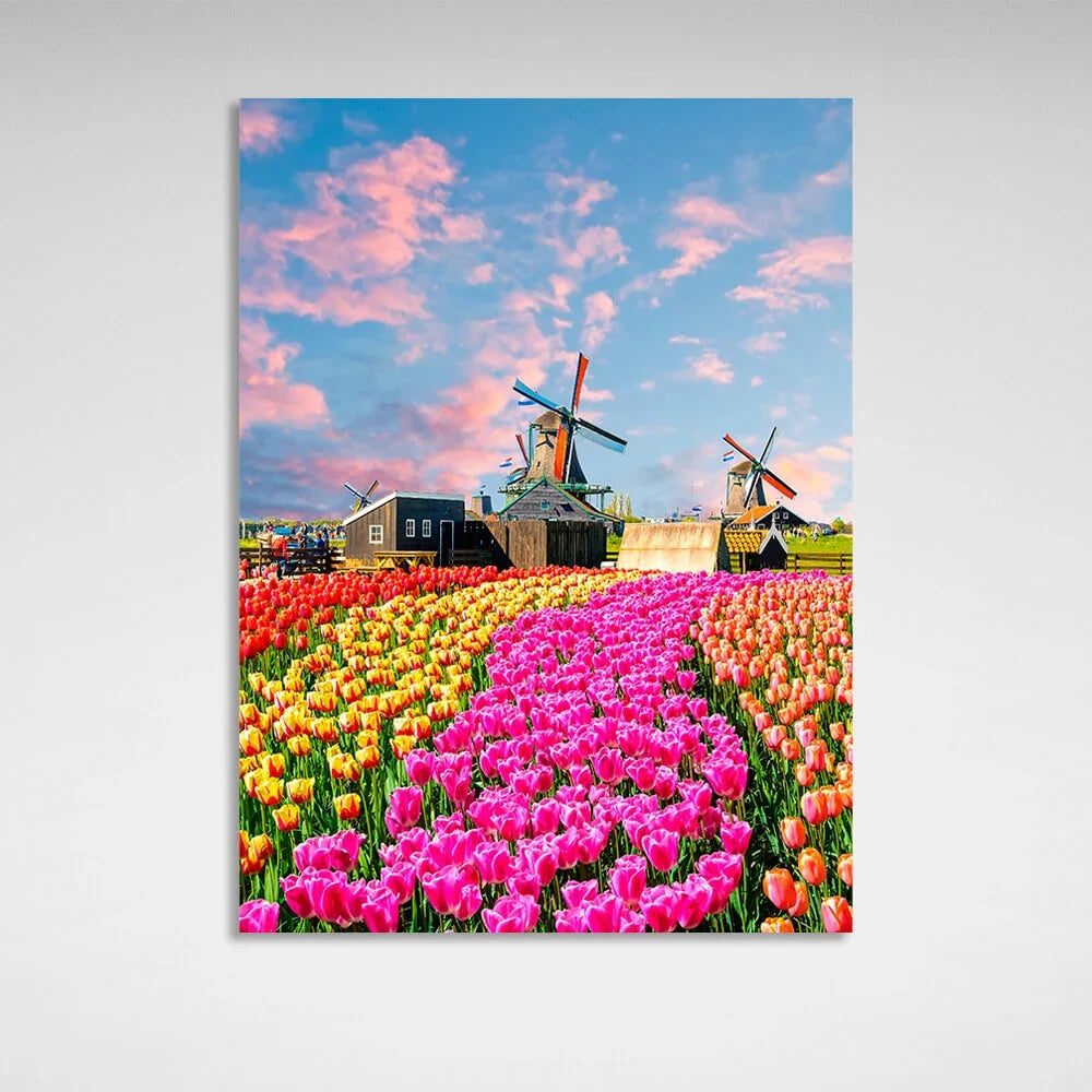 A field of tulips near the mill houses. Canvas Wall Art Print